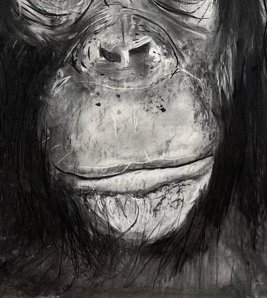 Chimpancé retrato - Detalle técnica artística - Fauna salvaje - Osvaldo Parise
