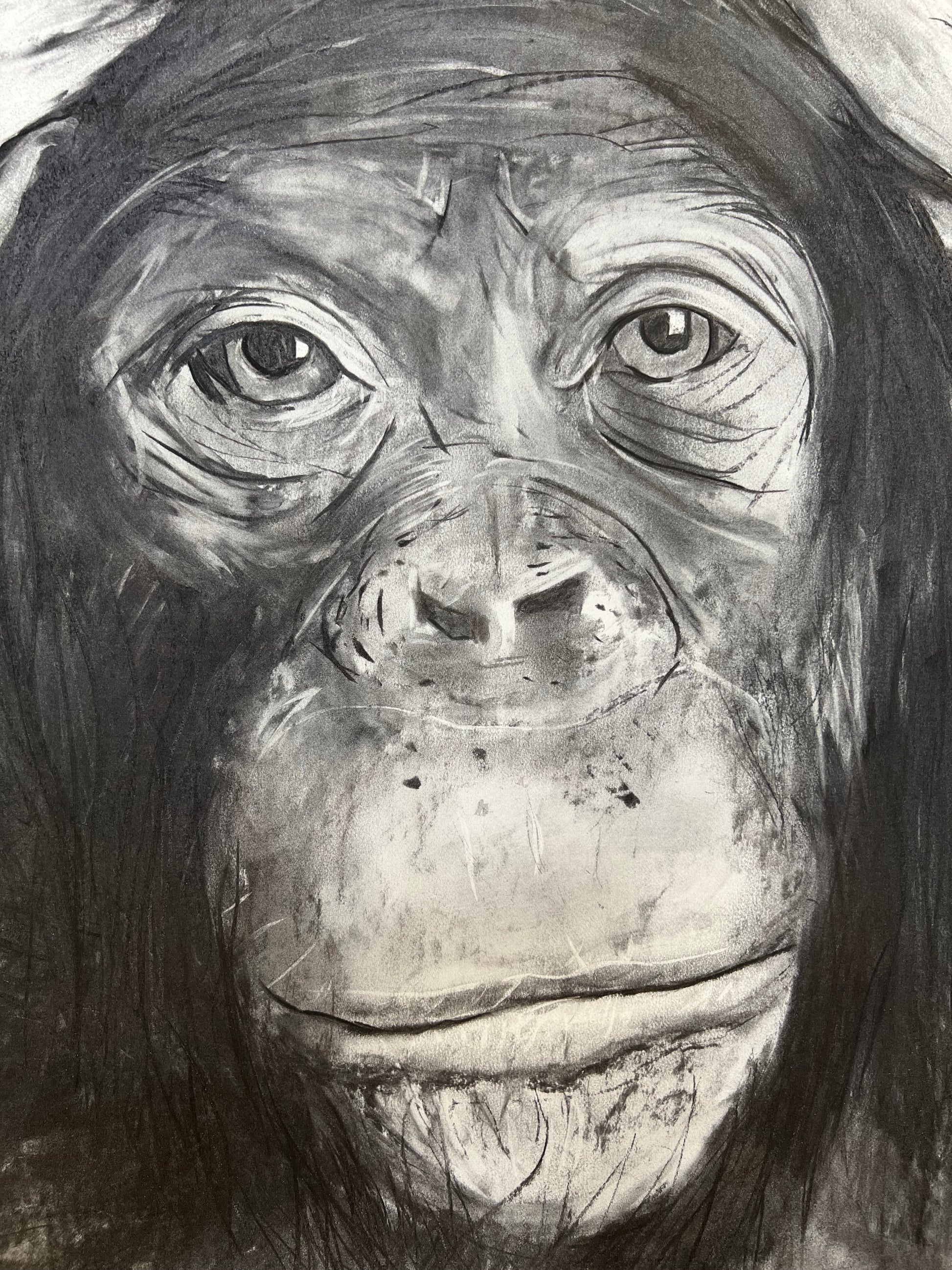 Chimpancé - Detalle expresión retrato - Arte contemporáneo animal - Osvaldo Parise
