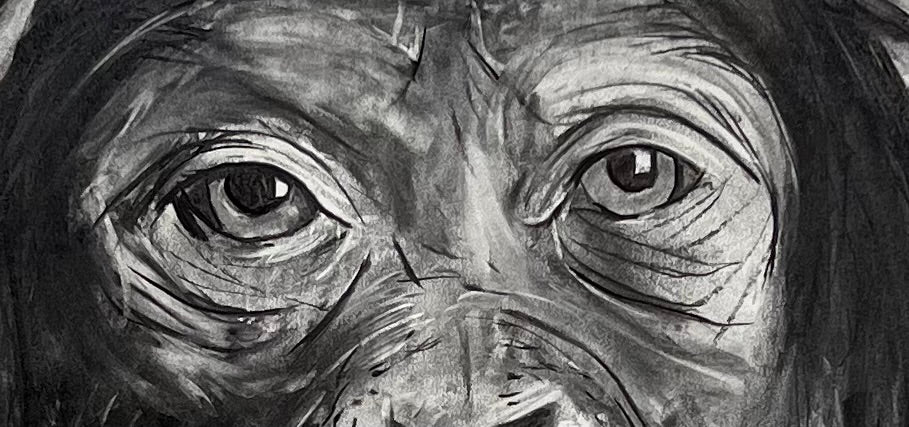 Chimpancé - Vista lateral retrato original - Arte naturalista - Osvaldo Parise
