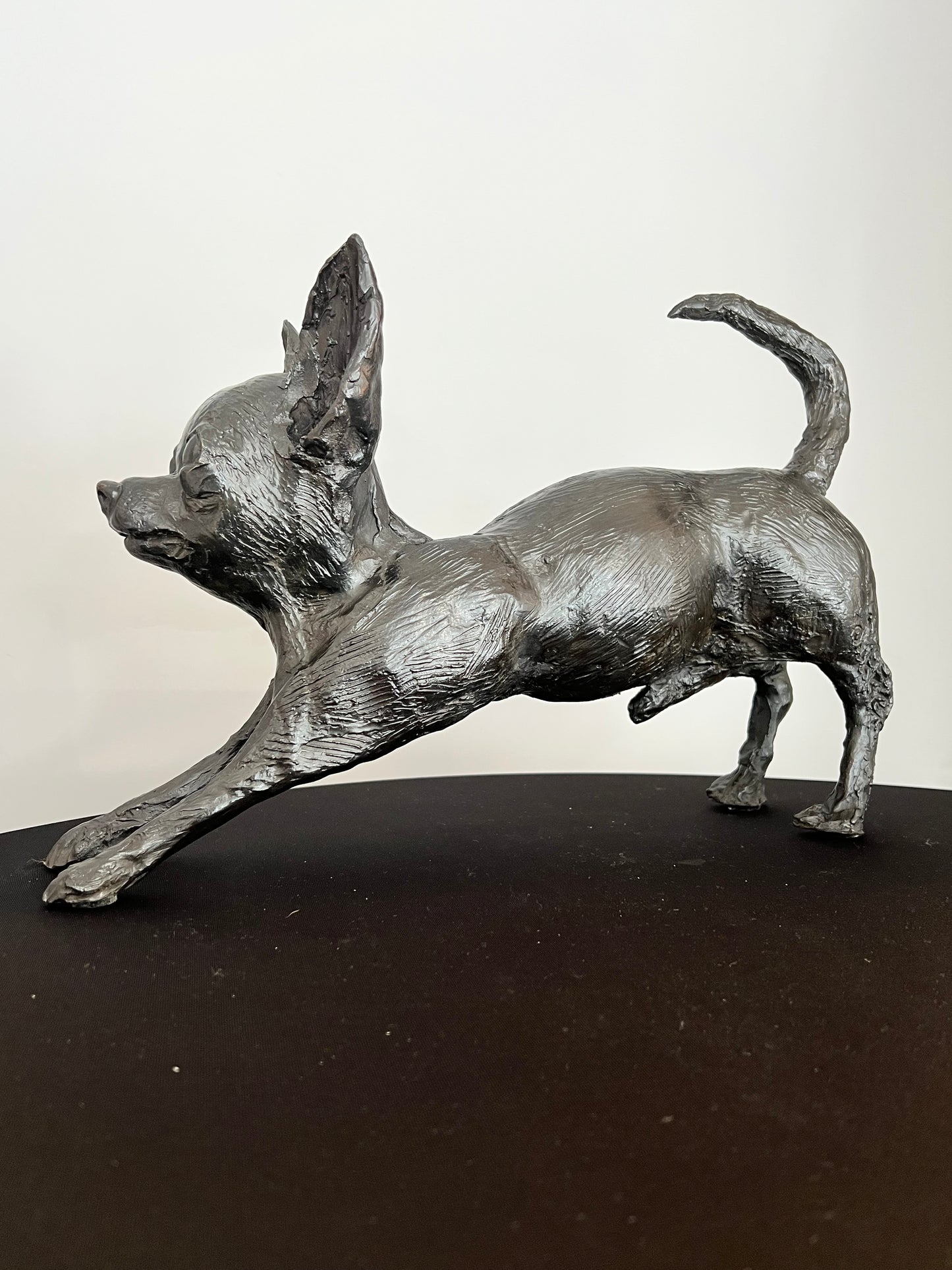 : "Chihuahua bronce - Detalle de la cabeza y expresión facial característica"